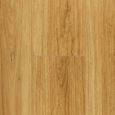 Australian Species HD series — Coastal Blackbutt